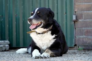 images/dieren/herdershond.jpg