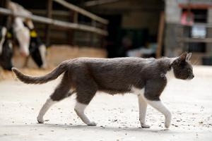 images/dieren/huiskat.jpg