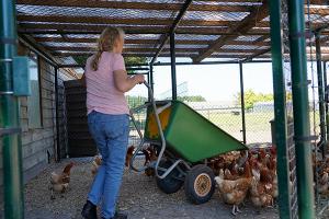 images/dieren/kippenvoeren.jpg