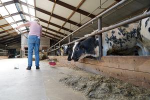 images/dieren/koeienstal.jpg