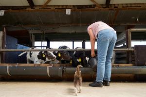 images/dieren/koeienvoeren.jpg