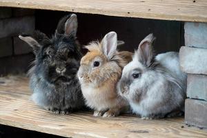 images/dieren/konijnen.jpg