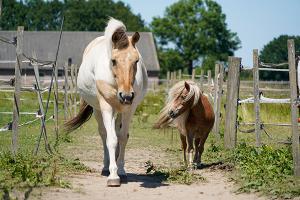 images/dieren/paarden.jpg