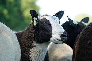images/dieren/schaapcloseup.jpg