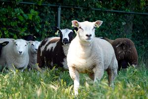 images/dieren/schapenweide.jpg