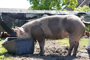 images/dieren/varken.jpg