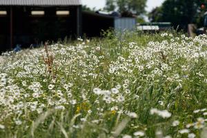 images/tuin/tuin-bloemenweide.jpg